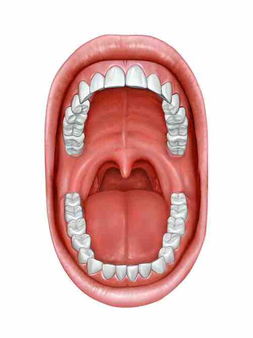 Oral cavity anatomy